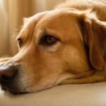 Herzkranker Hund im Endstadium: Symptome erkennen und richtig handeln