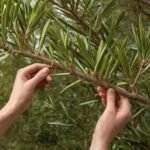 Oleander schneiden mit Bild: Schritt-für-Schritt-Anleitung für einen gesunden Rückschnitt