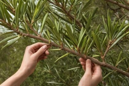 Oleander schneiden mit Bild: Schritt-für-Schritt-Anleitung für einen gesunden Rückschnitt