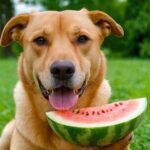 Dürfen Hunde Melone essen? Alles, was Sie wissen müssen